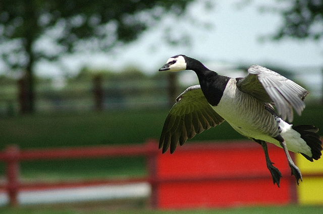 barnacle goose, barnacle geese-3.JPG - BARNACLE GOOSE - BAFFINS POND PORTSMOUTH - 7.7.2005